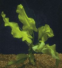 Cape Fear Spatterdock - Medium - Bunch of 6